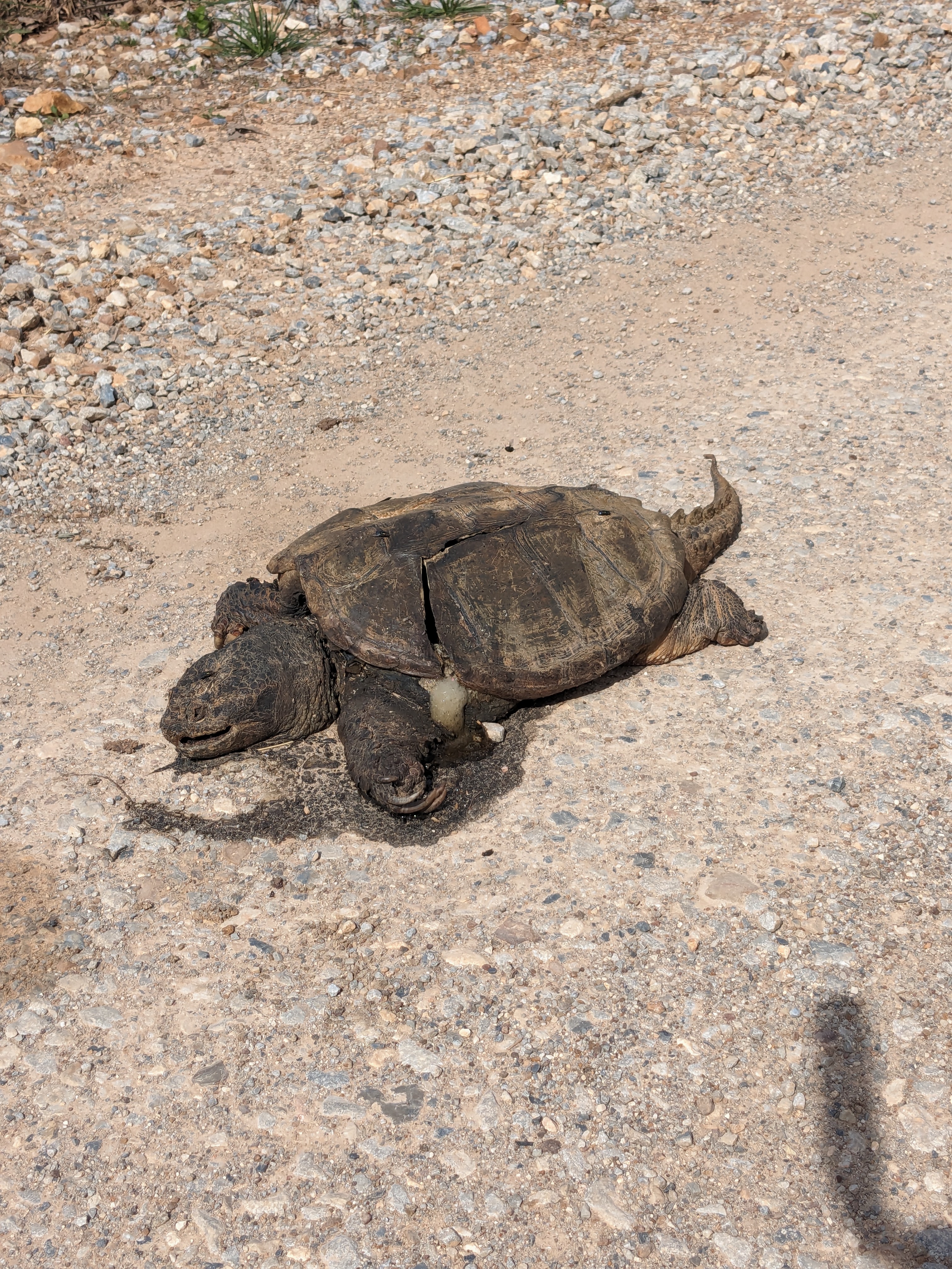 Foaming tortoise